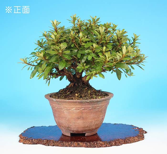 皐月〔蛍〕【バーゲン特別価格】