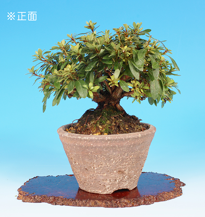 皐月〔蛍〕【バーゲン特別価格】