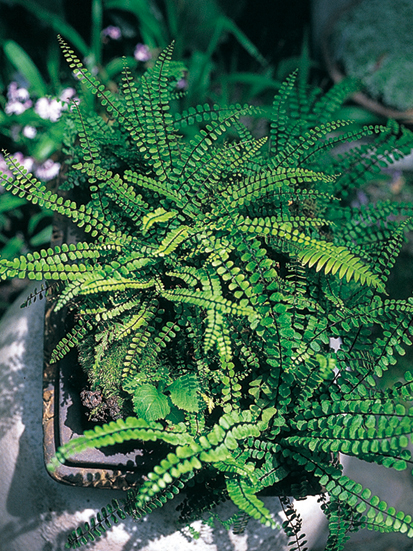 チャセンシダ　7.5cmﾎﾟｯﾄ