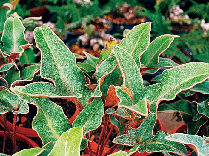 イワオモダカ三笠山　9cmﾎﾟｯﾄ