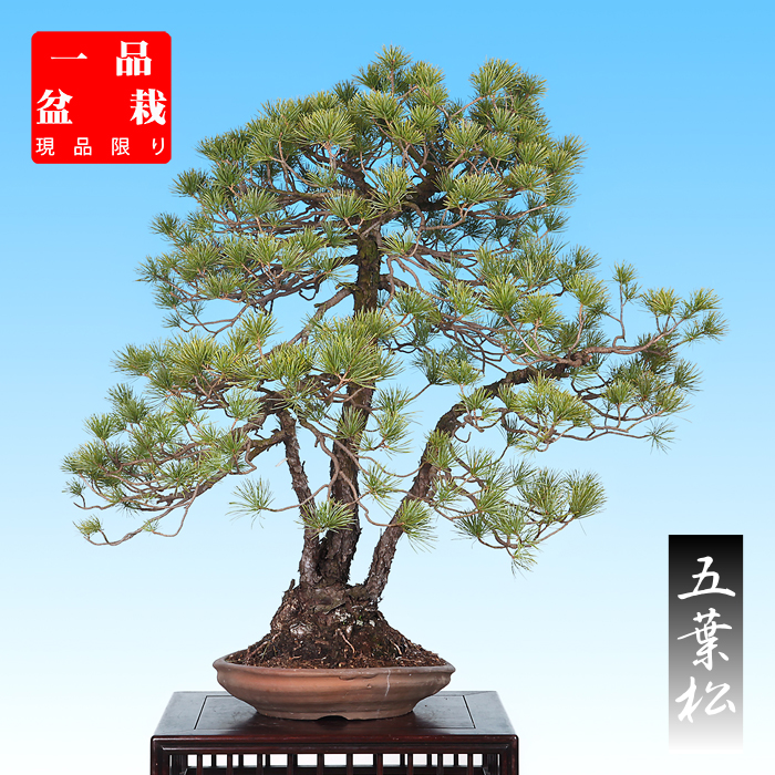 五葉松