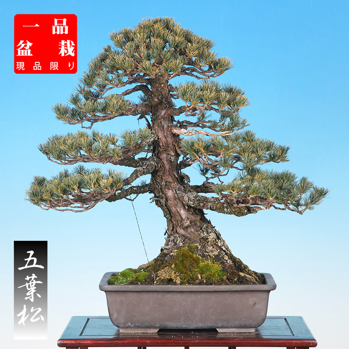 五葉松