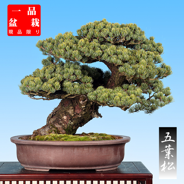 五葉松