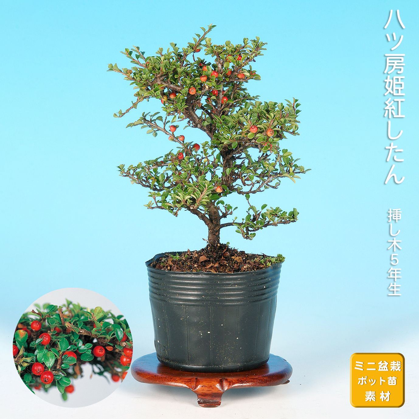 八ッ房姫紅したん