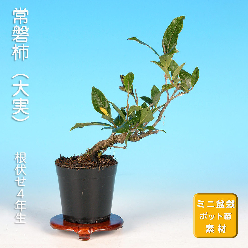 常盤柿（大実）