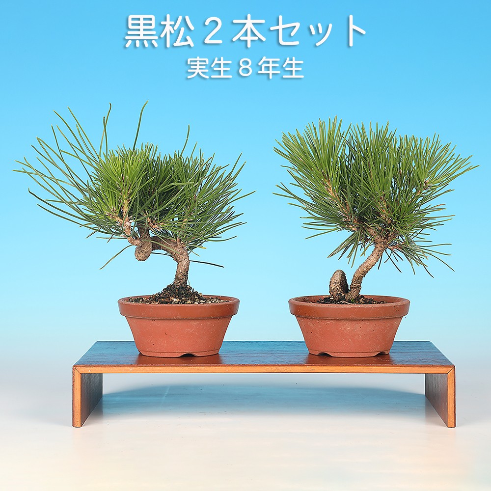 黒松2本セット