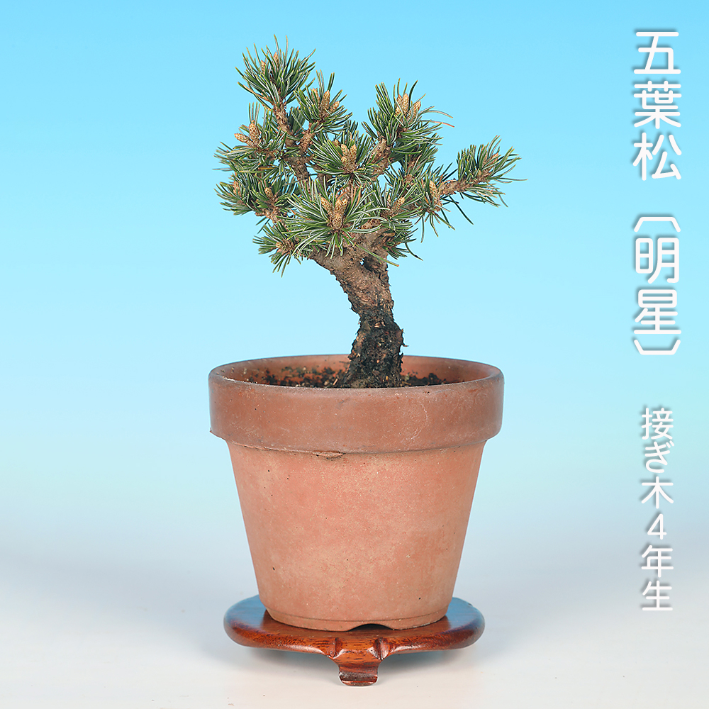 五葉松〔明星〕