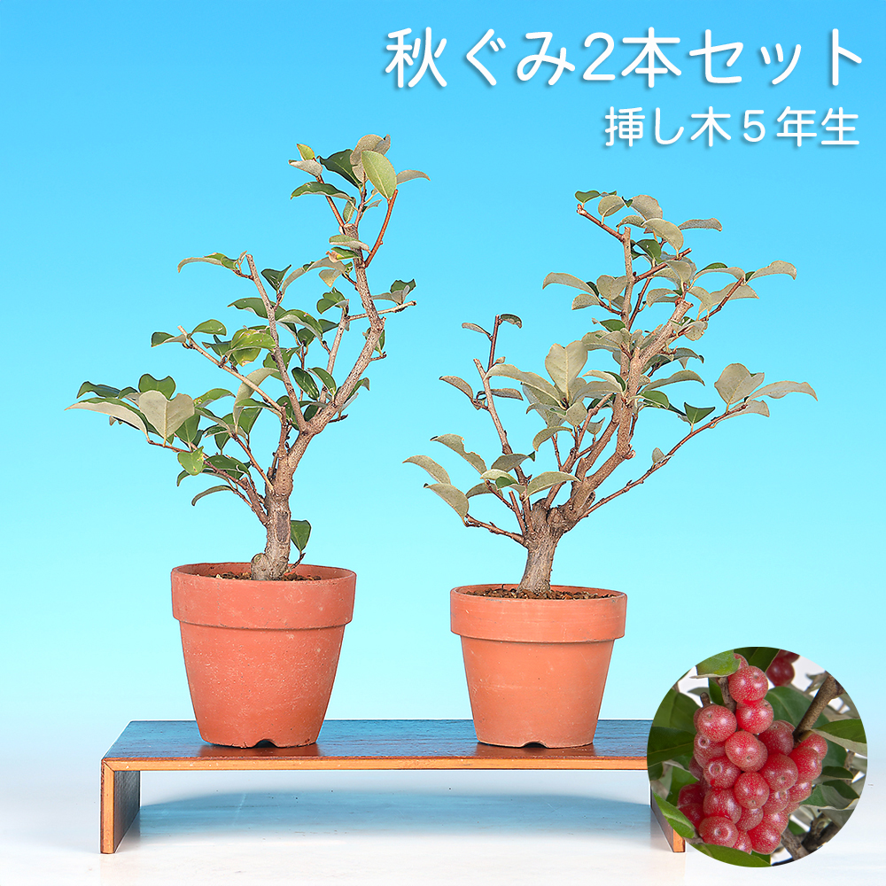 秋ぐみ２本セット