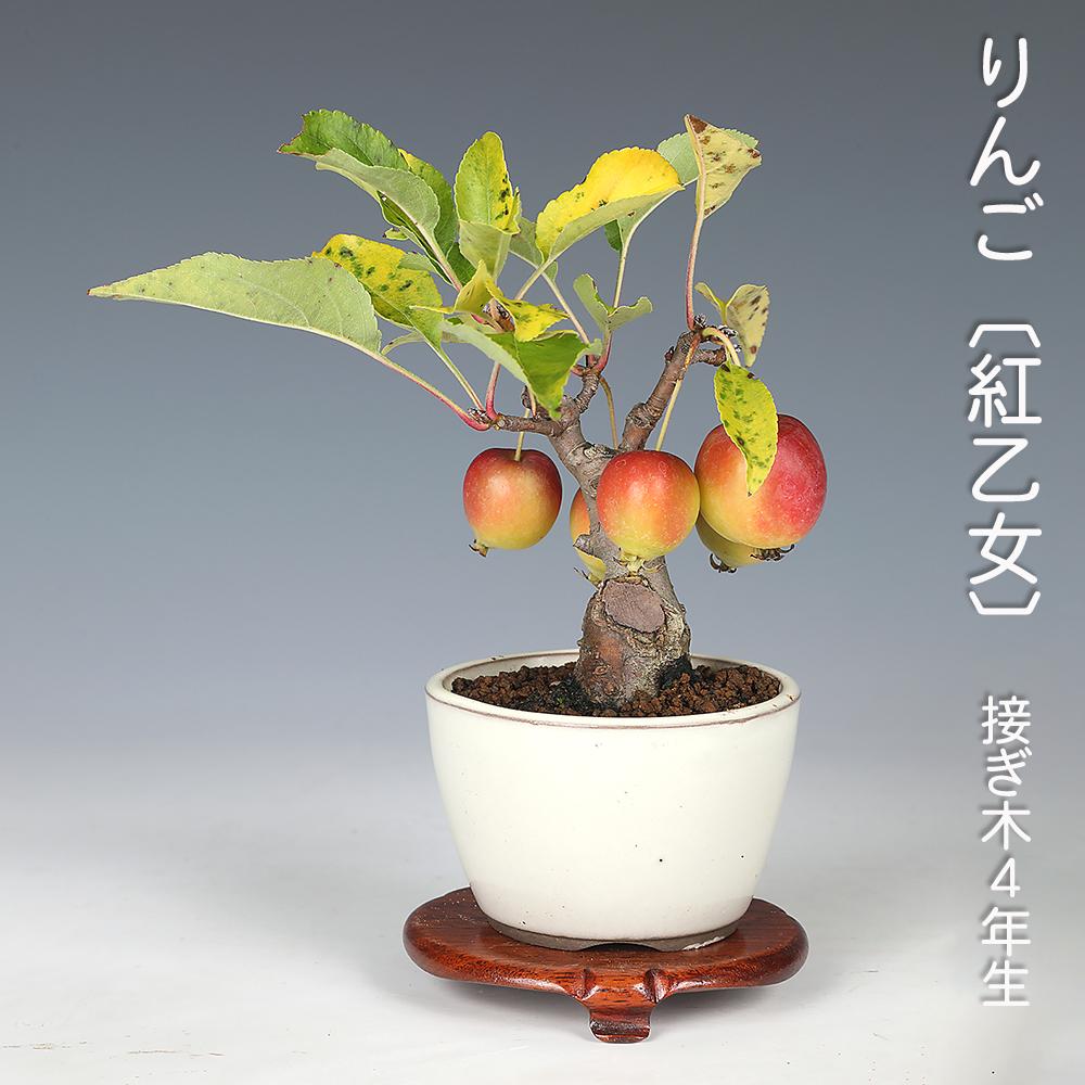 りんご〔紅乙女〕