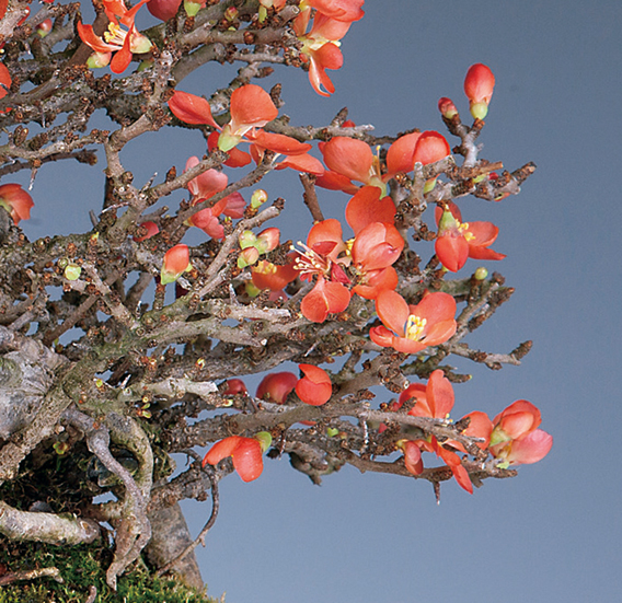 チョウジュバイ
