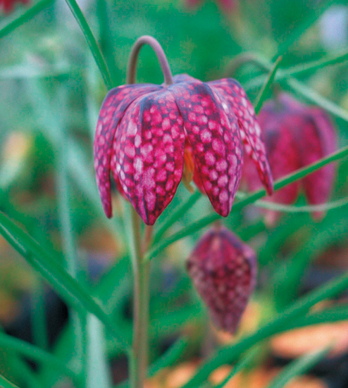 洋種バイモ・メレアグリス(3球入)