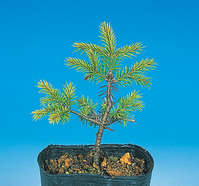 八ッ房エゾマツ　7.5cmﾎﾟｯﾄ