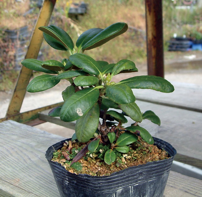 エリモシャクナゲ　9cmﾎﾟｯﾄ