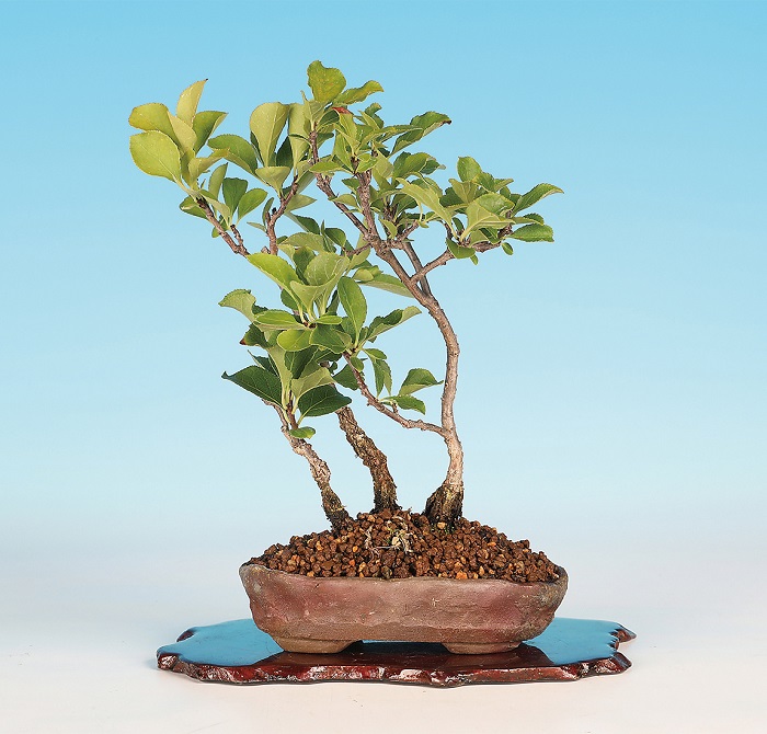 つる梅もどき（寄せ植え）