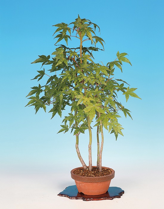 もみじ（寄せ植え）