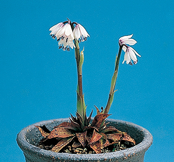 ツクシショウジョウバカマ　7.5cmﾎﾟｯﾄ