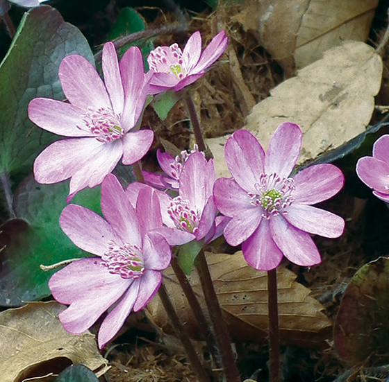 ミスミソウ桃花系　7.5cmﾎﾟｯﾄ