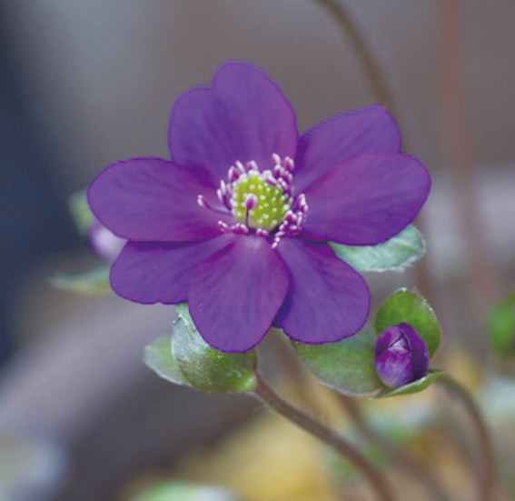 ミスミソウ紫系　7.5cmﾎﾟｯﾄ