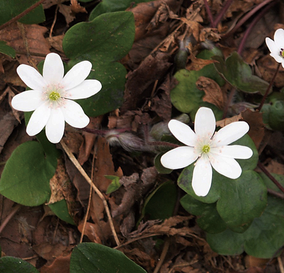 ミスミソウ白花系　7.5cmﾎﾟｯﾄ