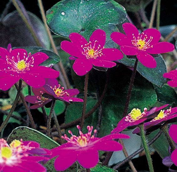 ミスミソウ赤系　7.5cmﾎﾟｯﾄ