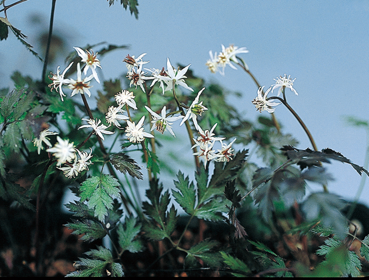 セリバオウレン　9cmﾎﾟｯﾄ