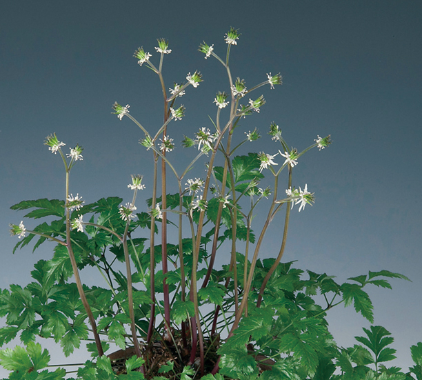 キクバオウレン　9cmﾎﾟｯﾄ