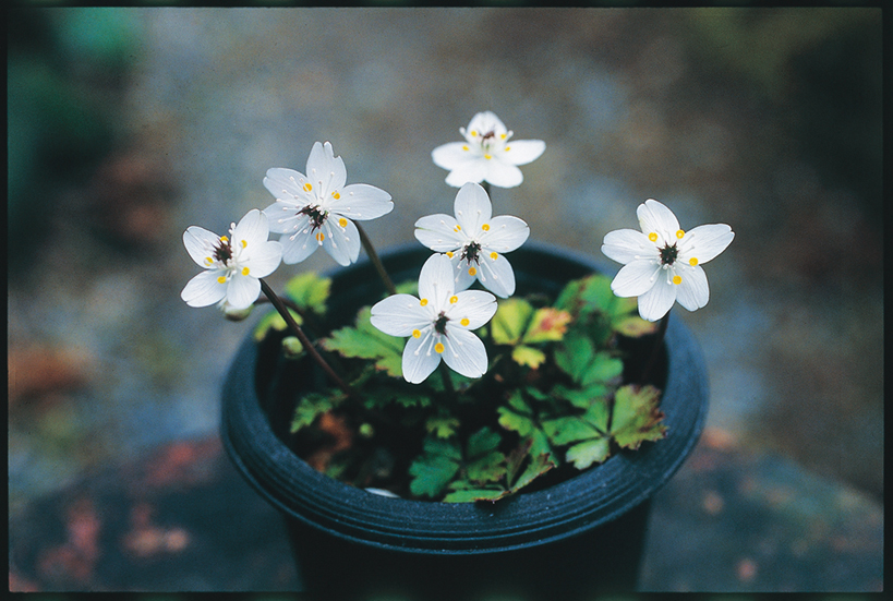 バイカオウレン　7.5cmﾎﾟｯﾄ