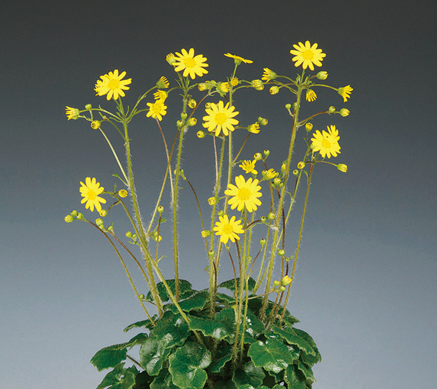 ヒメツワブキ　7.5cmﾎﾟｯﾄ