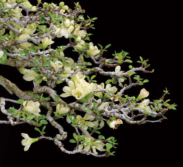 白花チョウジュバイ　9cmﾎﾟｯﾄ