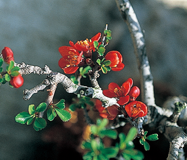 チョウジュバイ　9cmﾎﾟｯﾄ