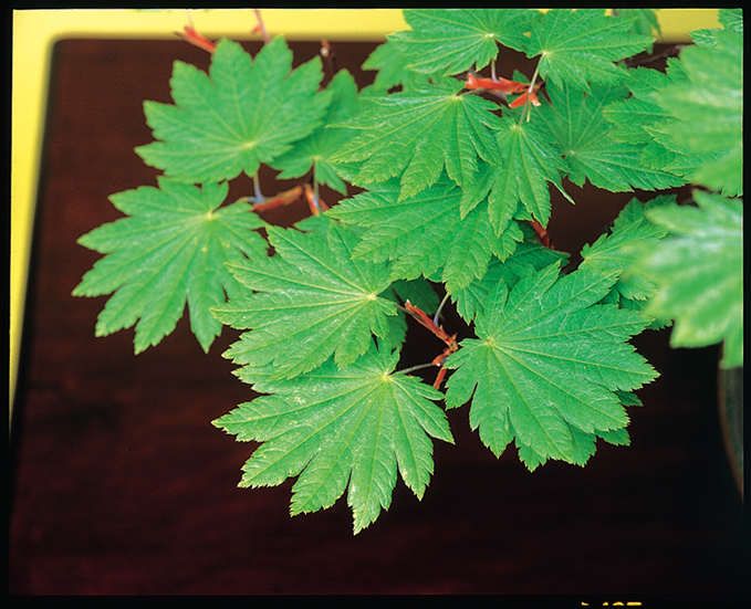 ハウチワカエデ　7.5cmﾎﾟｯﾄ