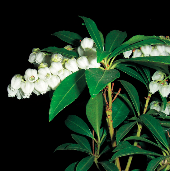 ヤクシマアセビ　9cmﾎﾟｯﾄ