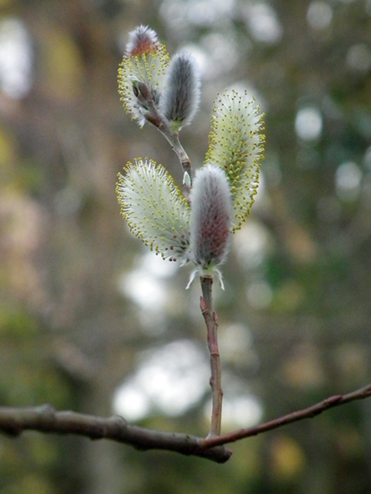 四万十川ネコヤナギ　7.5cmﾎﾟｯﾄ