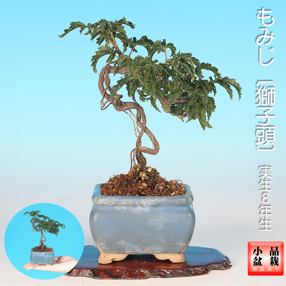 もみじ〔獅子頭〕