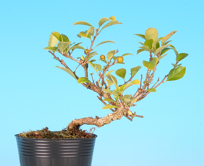 照葉つる梅もどき