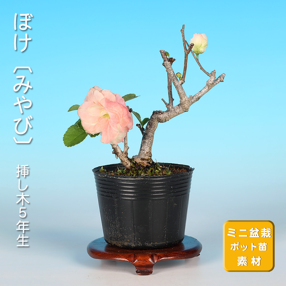 ぼけ〔みやび〕