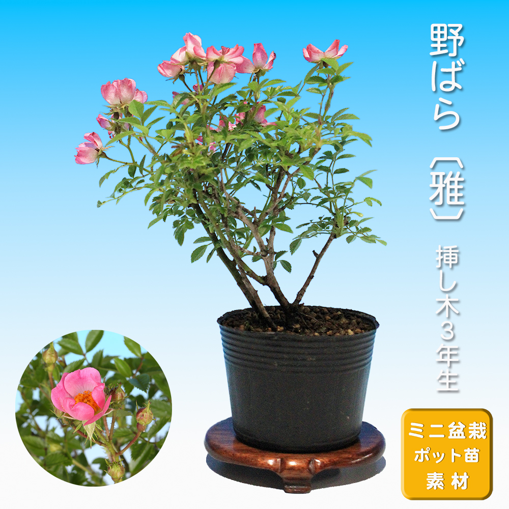 野ばら 〔雅〕