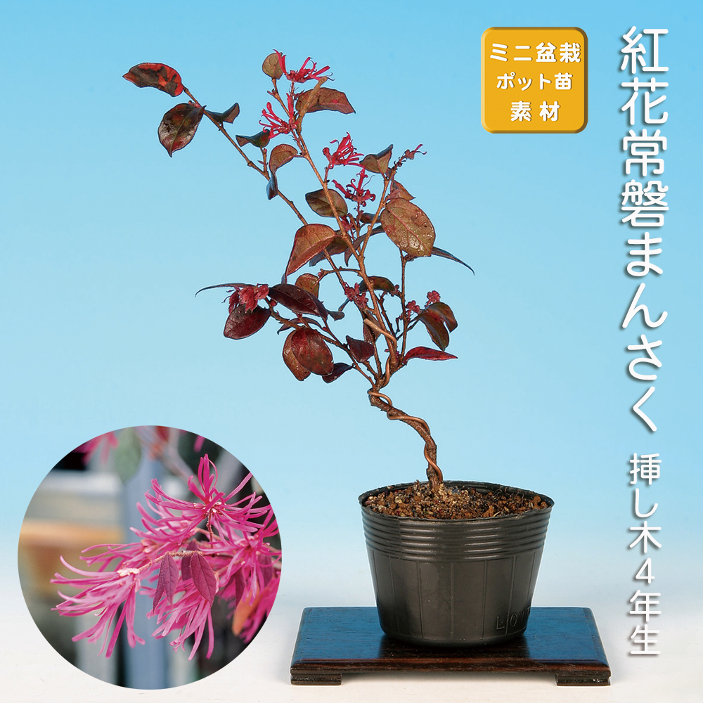 紅花常盤まんさく