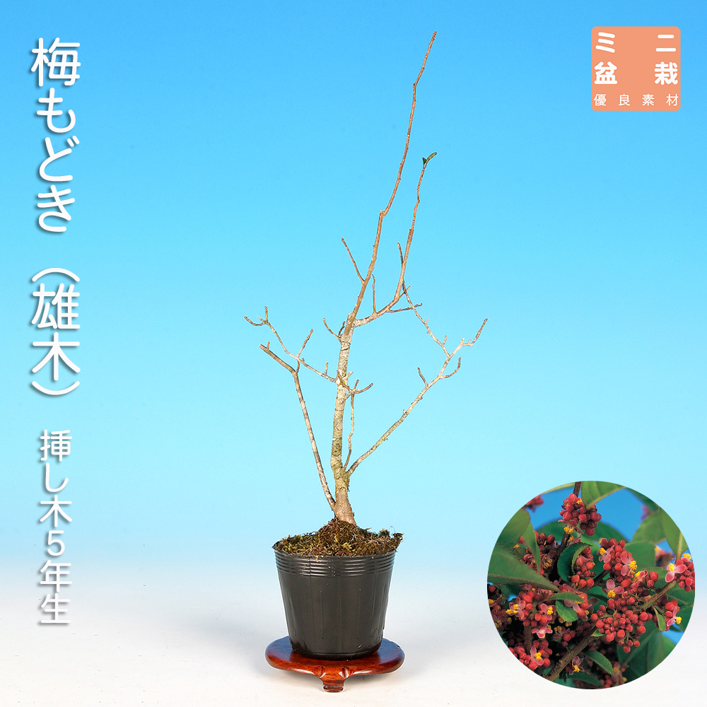 梅もどき（雄木）