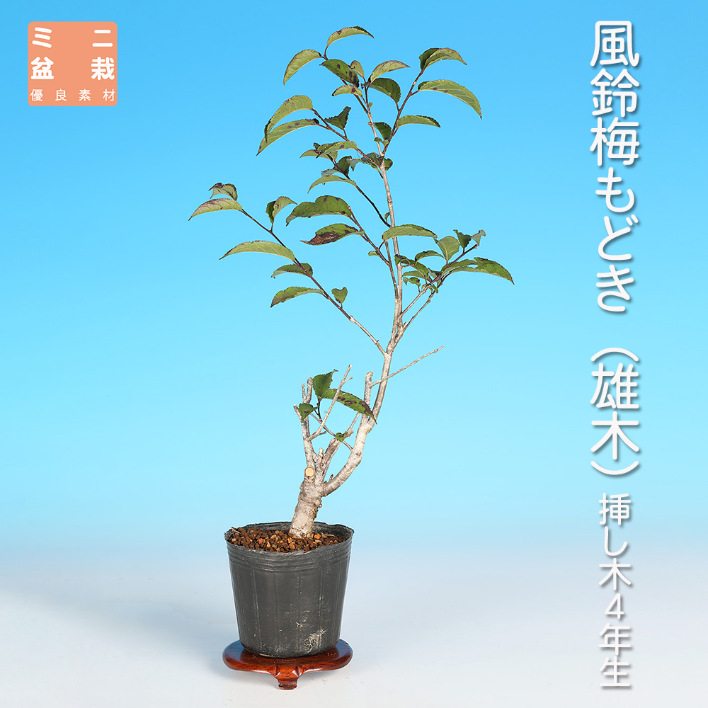 風鈴梅もどき（雄木）