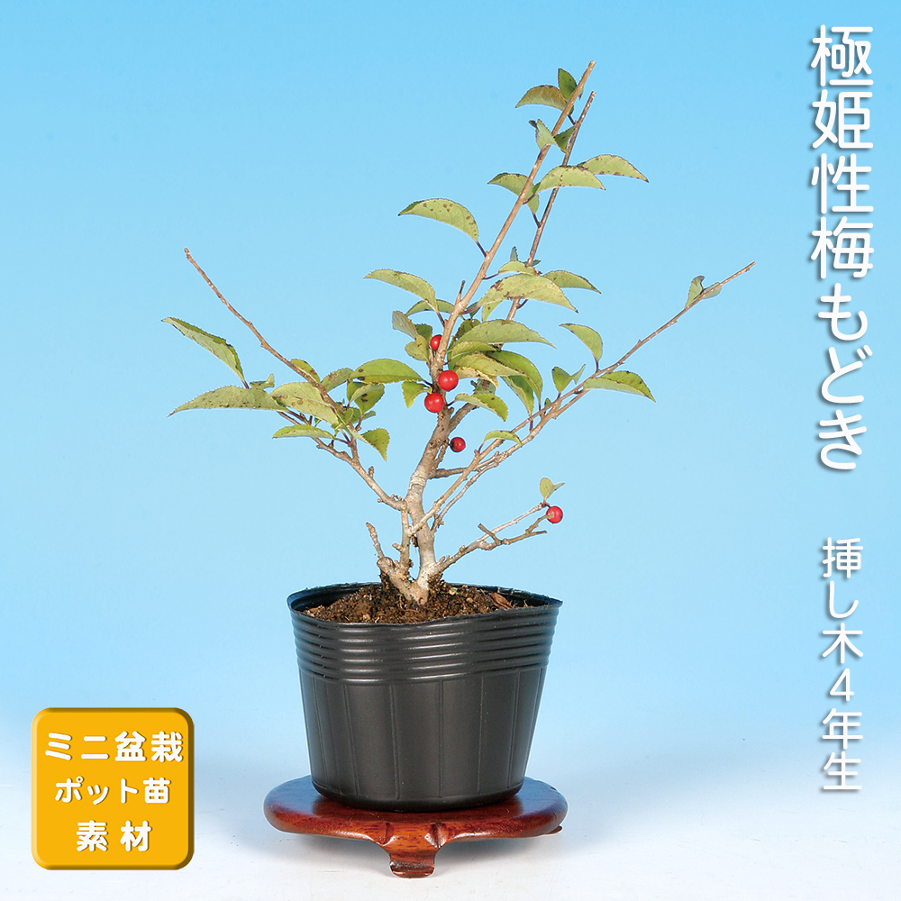 極姫性梅もどき