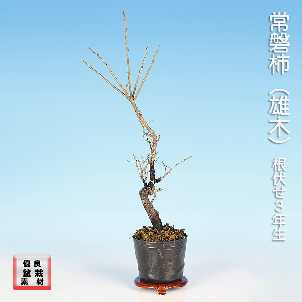 常盤柿（雄木）