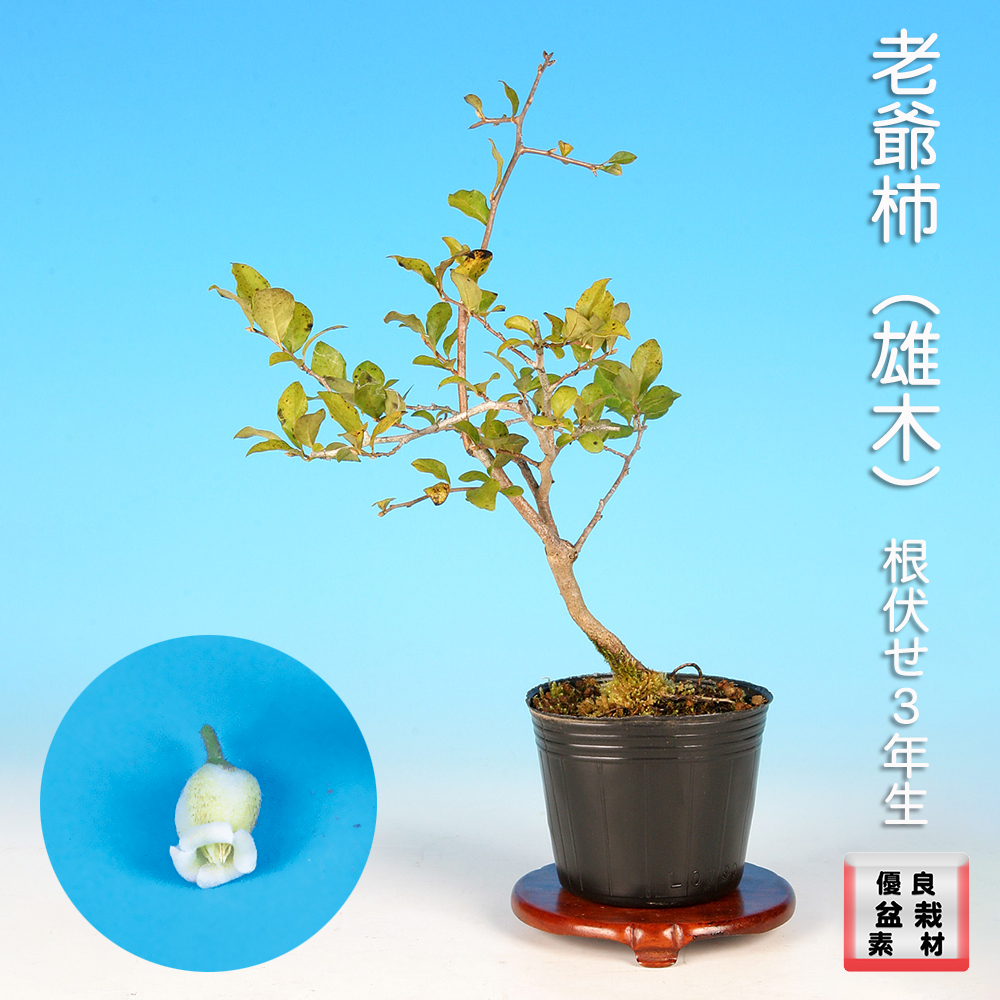 老爺柿（雄木）